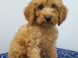 Miniature Poodle dogs Beautiful miniature poodle puppies ready now - Advert 8