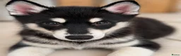 Mixed Breed dogs for sale: Socialised Husky x Malamute | Health tested 🐾 - Advert 33