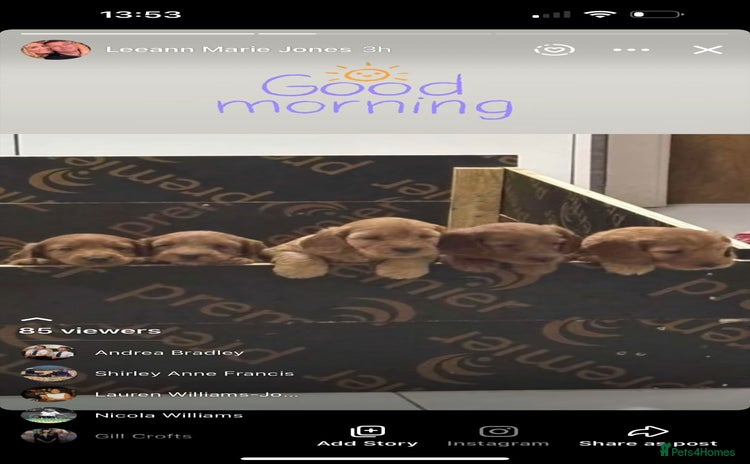 Cockapoo dogs - Advert 5