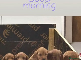 Cockapoo dogs - Advert 4