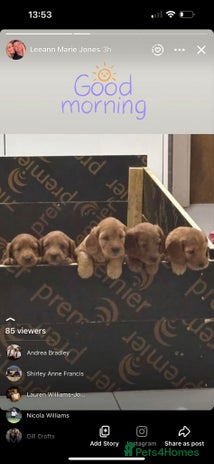 Cockapoo dogs - Advert 5