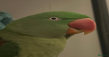 Parakeets birds - Advert 1