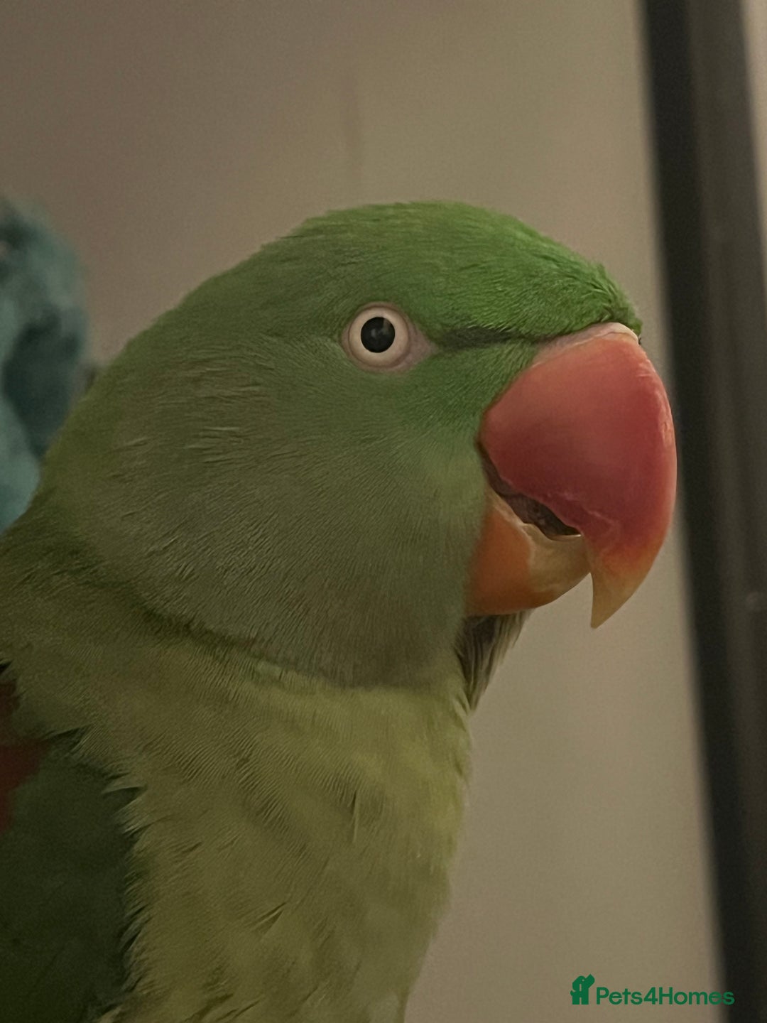 Parakeets birds for sale: Alexandrine parakeet - Image 2