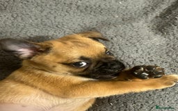 Mixed Breed dogs for sale: Pug Puppy  - Image 12