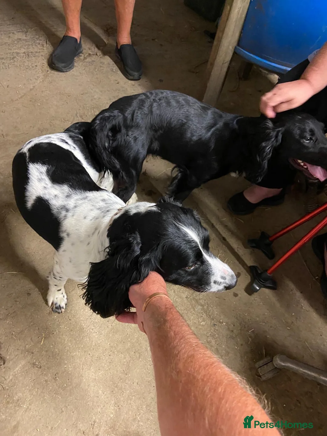 Cocker Spaniel dogs for stud: Working Cocker Spaniel available for Stud  in Chelmsford - Advert 22