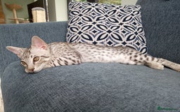 Savannah cats for sale: F3 savannah girls Tica reg + silver boy - Image 26