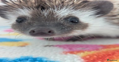 Pygmy Hedgehog rodents - Advert 15