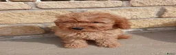 Cavapoo dogs for sale: 3 female cavapoo puppies available - Advert 9