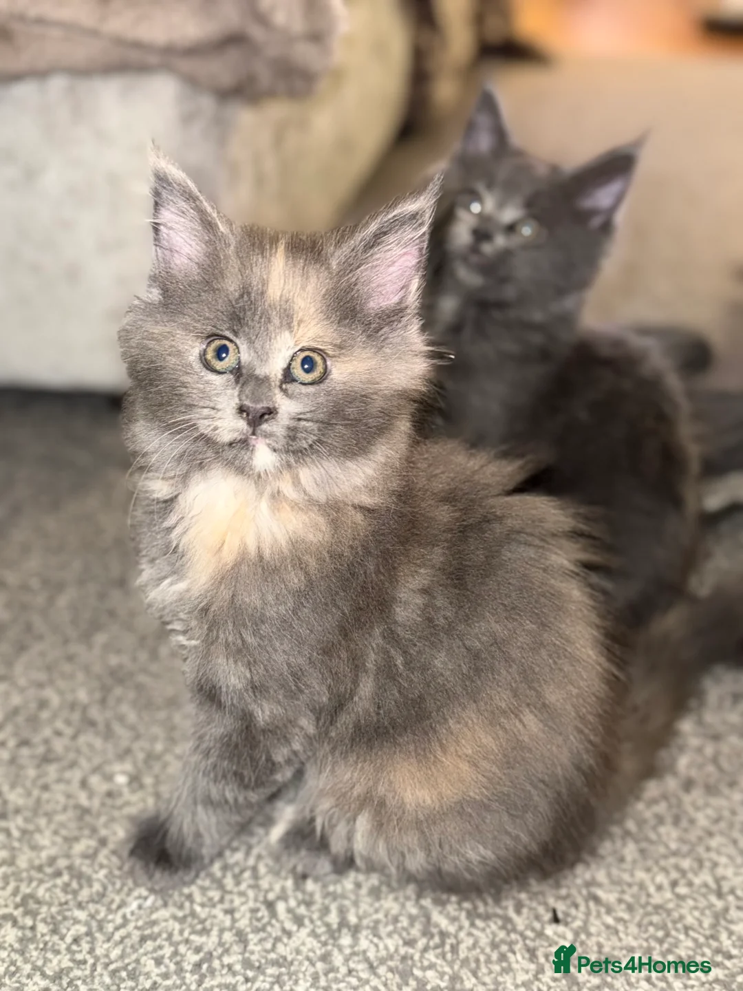Maine Coon cats for sale: Beautiful Maine Coon Kittens - Advert 21