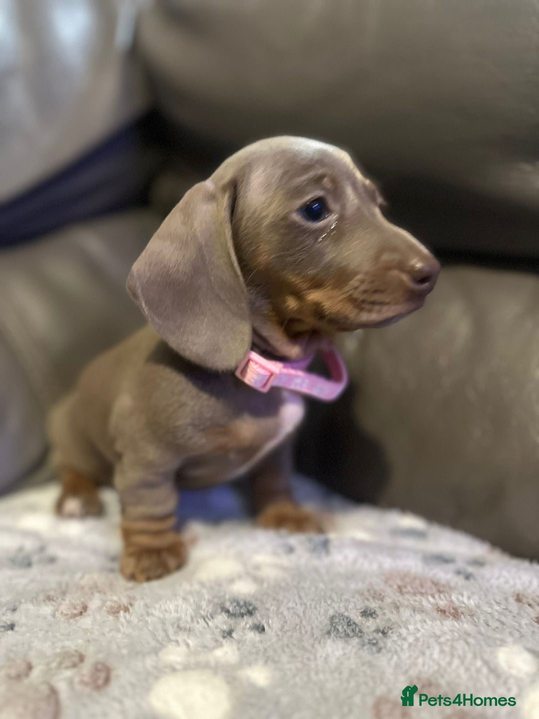Miniature Dachshund dogs for sale: Beautiful Smooth Haired Dachshund Puppies - Advert 2