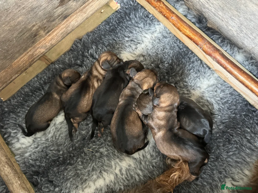 Dachshund dogs for sale: Traditional Teckle pups  in Chathill - Advert 1