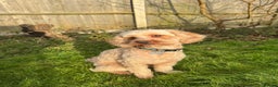 Cavapoo dogs for stud:  Fully healthy tested Proven F1 Cavapoo Stud Dog in Droitwich - Advert 9