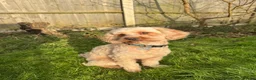 Cavapoo dogs for stud:  Fully healthy tested Proven F1 Cavapoo Stud Dog in Droitwich - Advert 9
