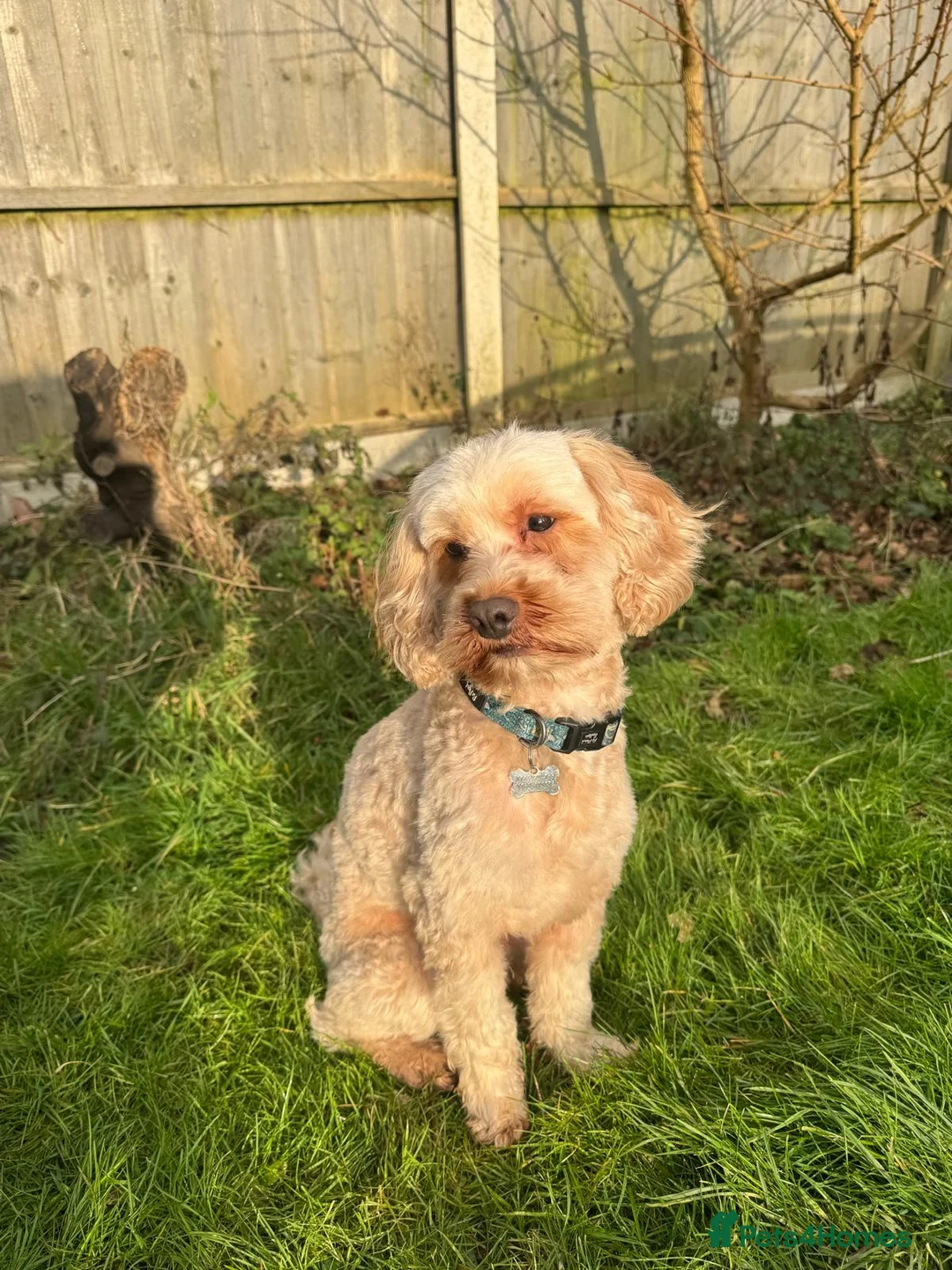 Cavapoo dogs for stud:  Fully healthy tested Proven F1 Cavapoo Stud Dog in Droitwich - Advert 9