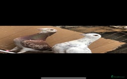 Pigeons birds for sale: Various coloured racers - Image 1