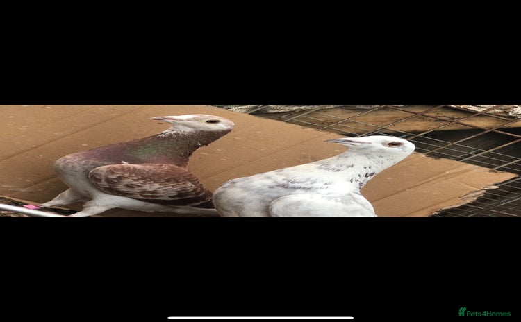 Pigeons birds - Advert 1