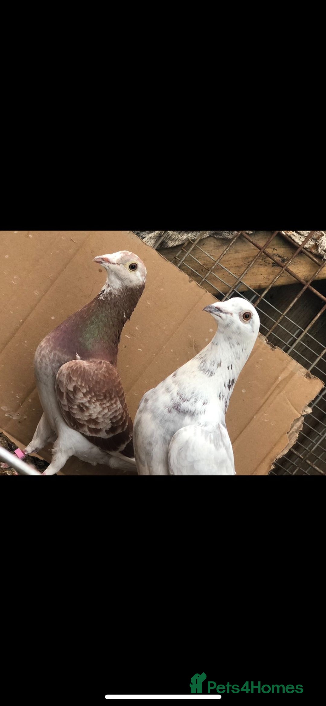 Pigeons birds for sale: Various coloured racers - Image 1