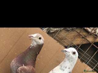 Pigeons birds Various coloured racers - Advert 7