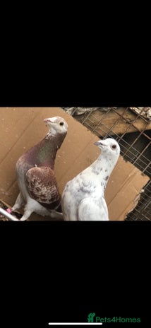 Pigeons birds - Advert 1