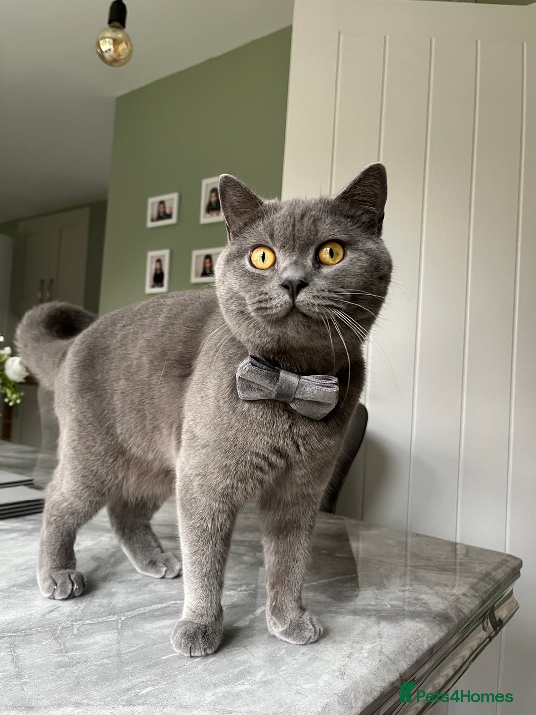 British Shorthair cats for sale: British Shorthair Boy - Advert 10