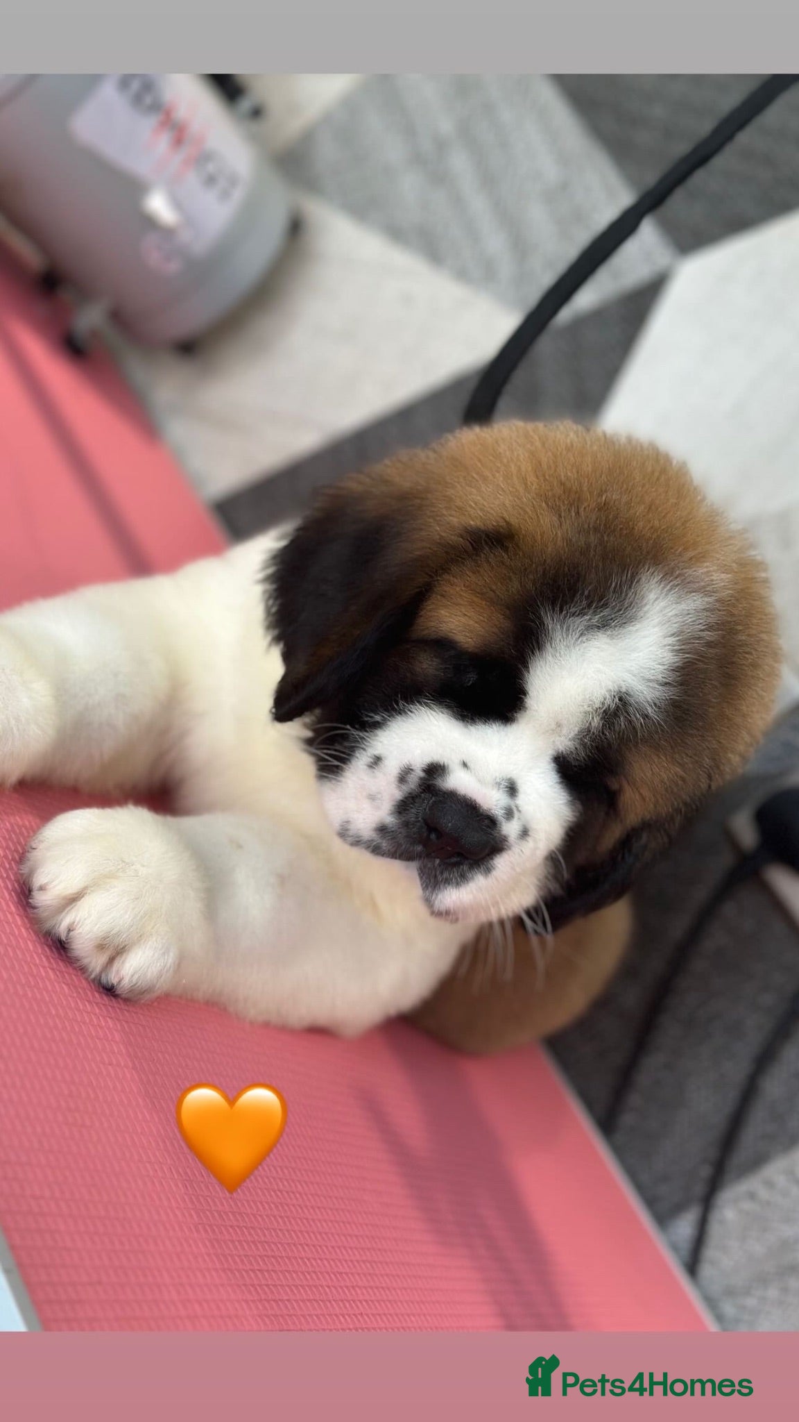 Saint Bernard dogs Exceptional litter of show quality pups  - Advert 11