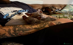 Sphynx cats for sale: Dwelf and Elf kittens - Image 3