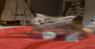 Maine Coon cats - Advert 14