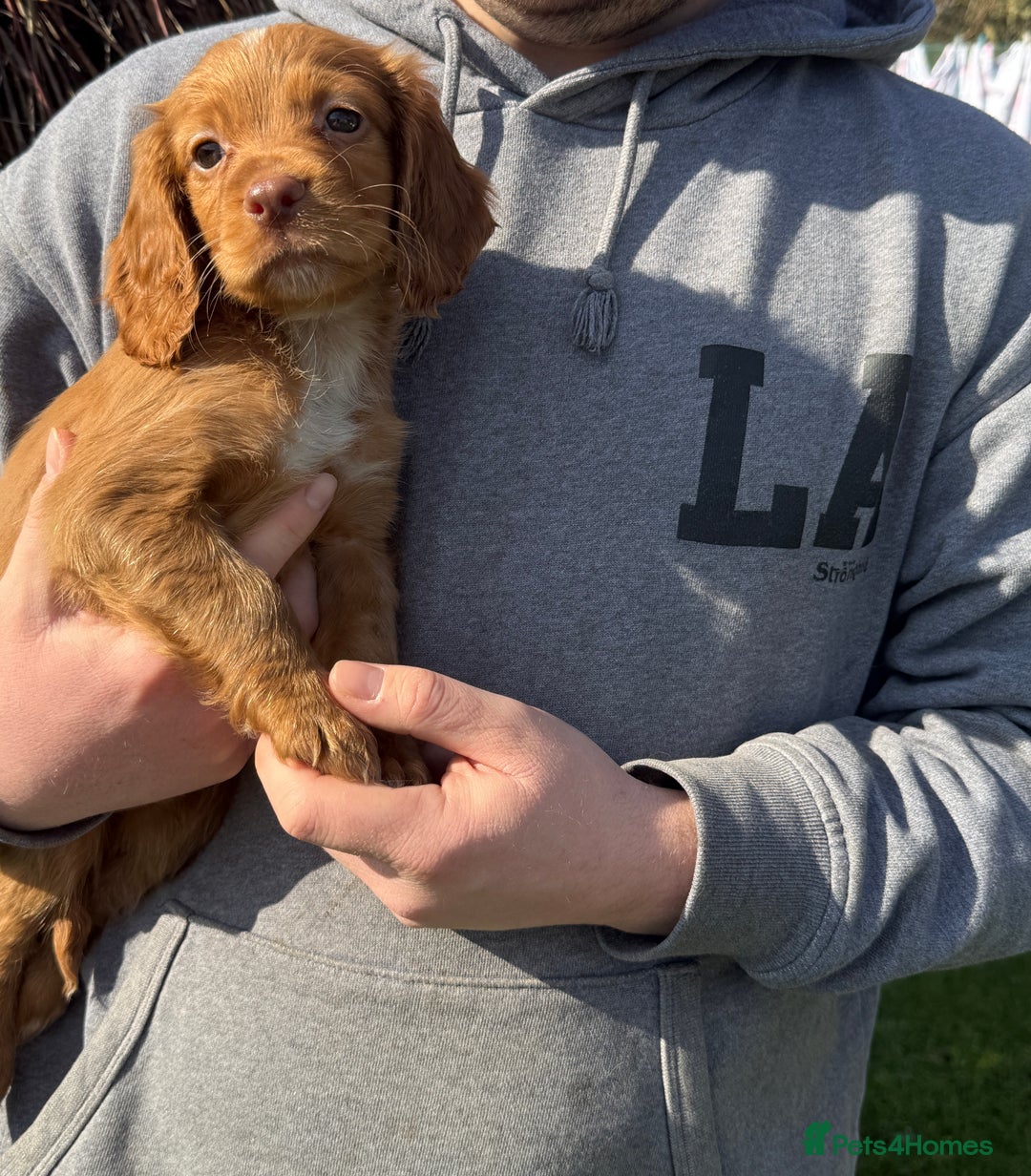Cocker Spaniel dogs for stud: Red cocker stud - Advert 11