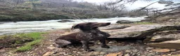 German Shorthaired Pointer dogs for sale: 8 week old German Shorthaired Pointer puppies  - Advert 20
