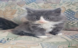 Siberian cats for sale: Hypoallergenic Traditional Siberian kittens  - Image 7