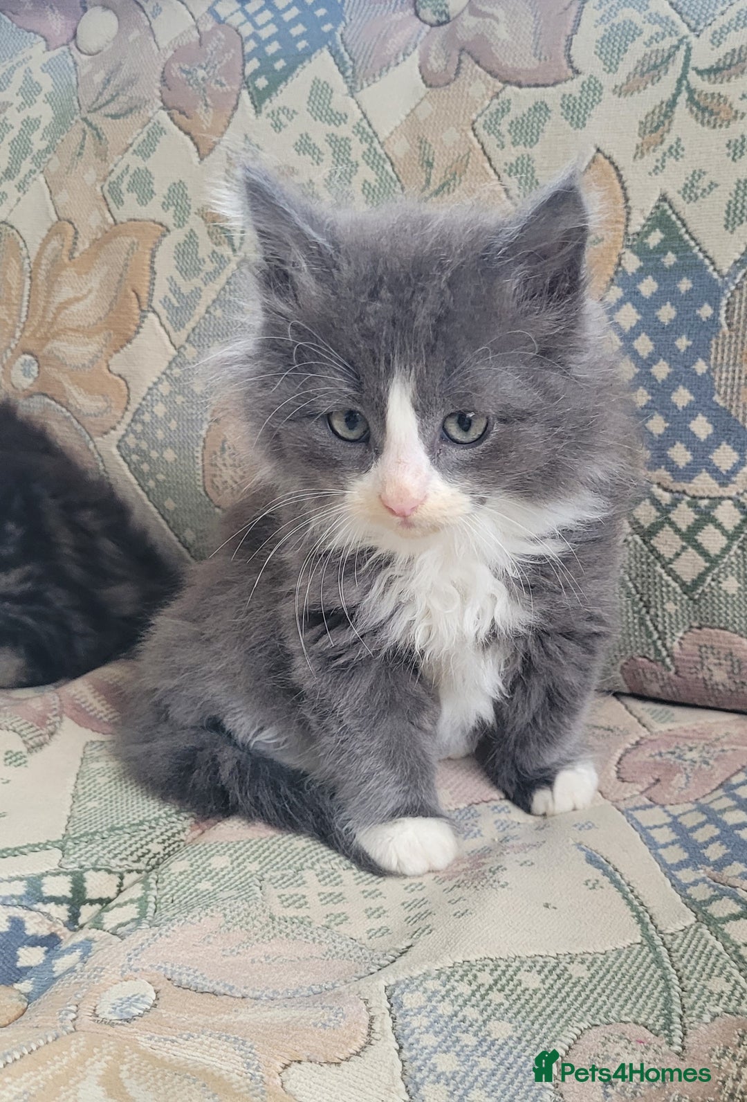 Siberian cats for sale: Hypoallergenic Traditional Siberian kittens  - Image 7