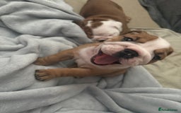 English Bulldog dogs for sale: 2 Beautiful Red & White English Bulldogs - Image 23