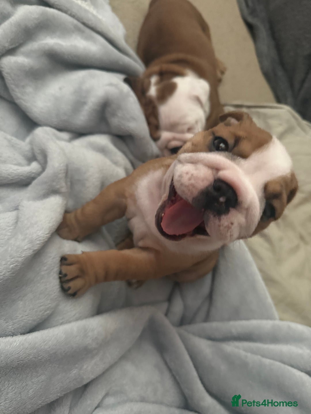 English Bulldog dogs for sale: 2 Beautiful Red & White English Bulldogs - Image 23