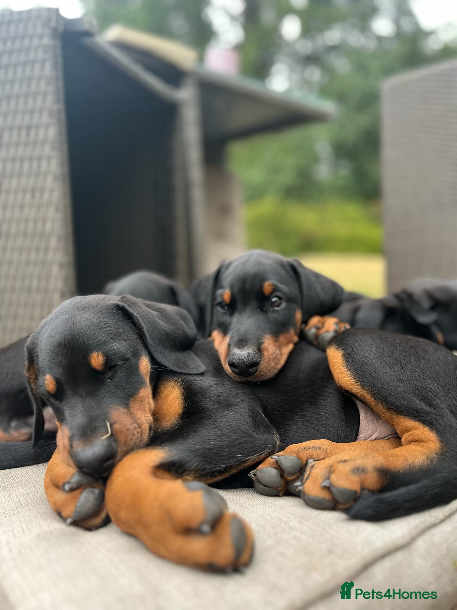Dobermann dogs Naturally Bred Doberman Ready to Leave - Advert 2