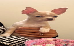 Chihuahua dogs for sale: co 15-Week-Old Chihuahua Puppy - Nancy  - Image 2
