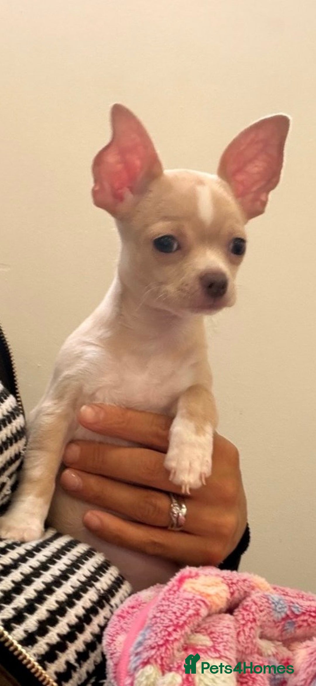 Chihuahua dogs for sale: co 15-Week-Old Chihuahua Puppy - Nancy  - Image 2