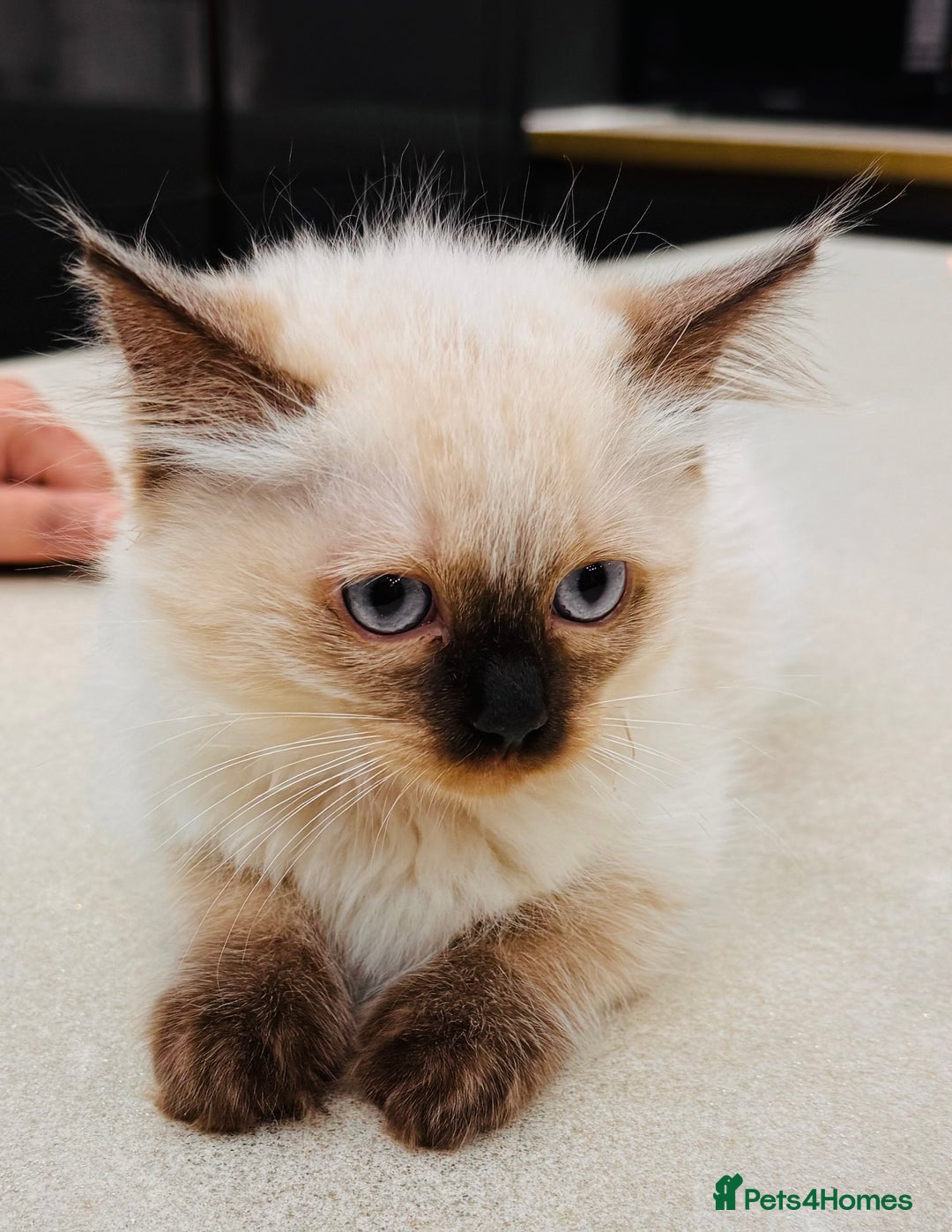 Ragdoll cats for sale: Urgent - 1 Purebred Ragdoll Kitten left in London - Image 13