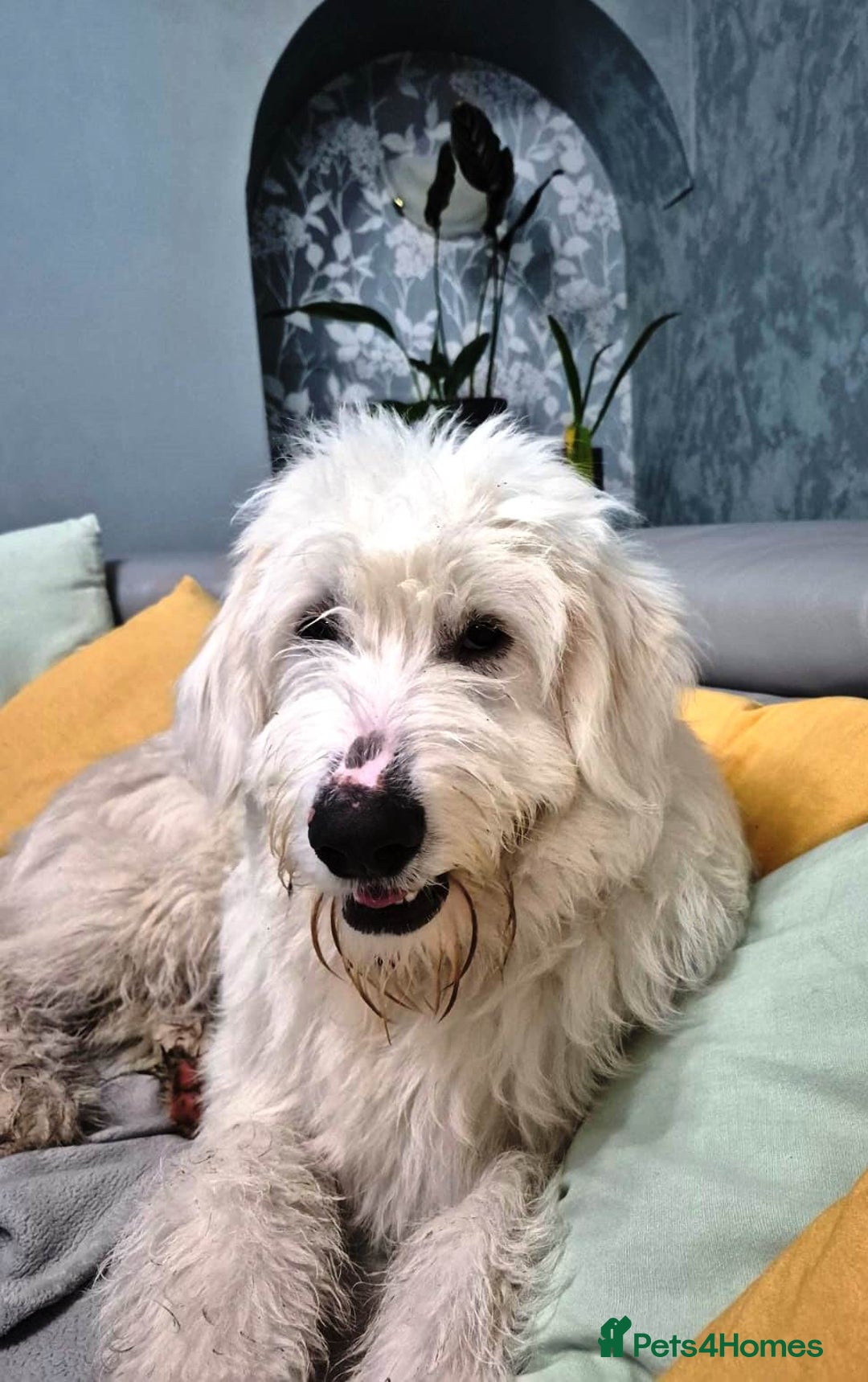 Mixed Breed dogs for adoption: Meet JOJO - a superb big girl, for a Loving Home - Image 29