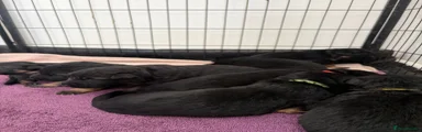 German Shepherd 4