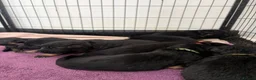 German Shepherd dogs for sale: Gorgeous German shepherd puppies  - Advert 21