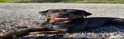 Rottweiler dogs for sale: Beautiful Female Rottweiler for adoption  - Advert 7