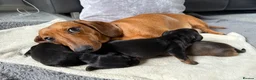 Dachshund dogs for sale: Puppies for sale!!  - Advert 24