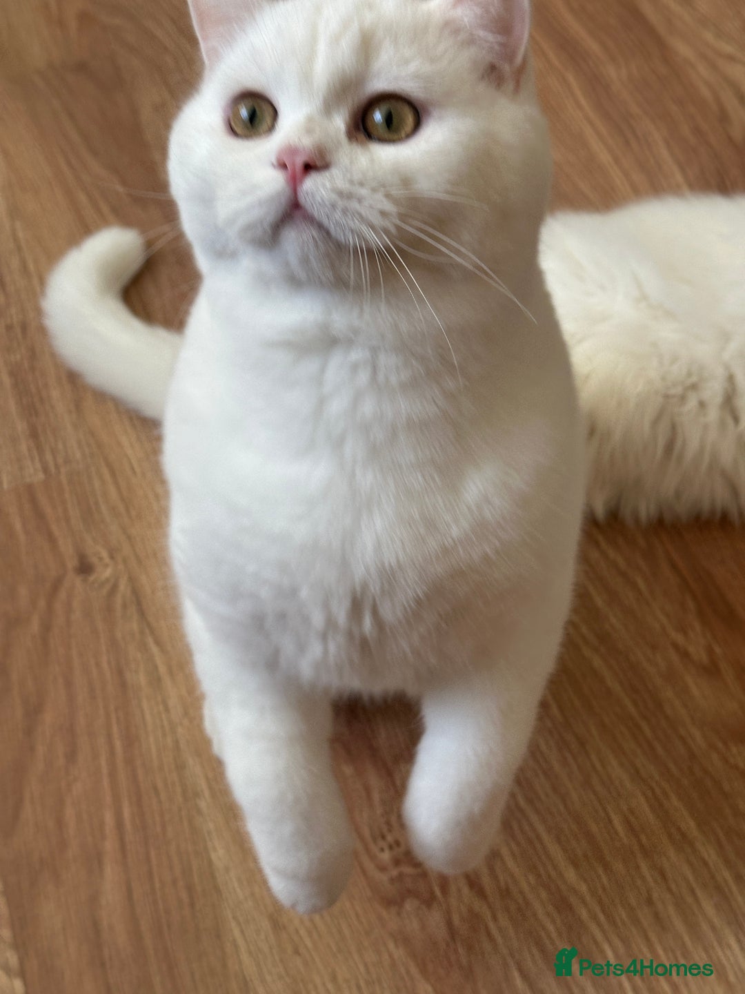 British Shorthair cats for sale: Gorgeous British Longhair & Shorthair Kittens - Advert 6