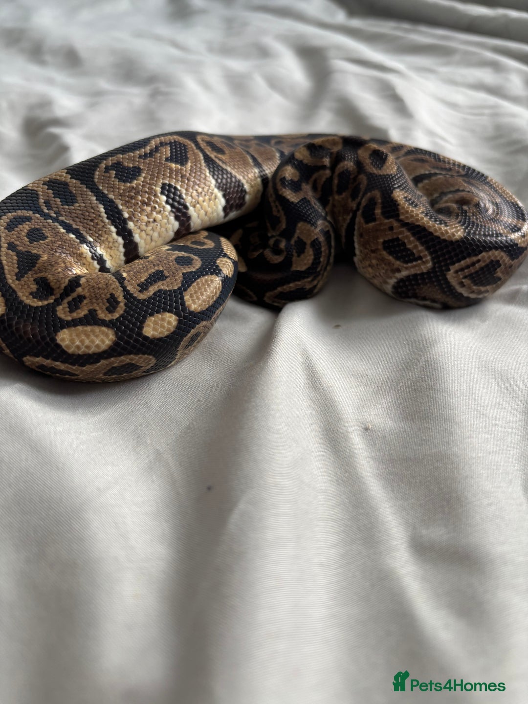 Python Snake reptiles for sale: Young Ball pythons  - Advert 7