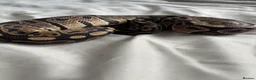 Python Snake reptiles for sale: Young Ball pythons  - Advert 7