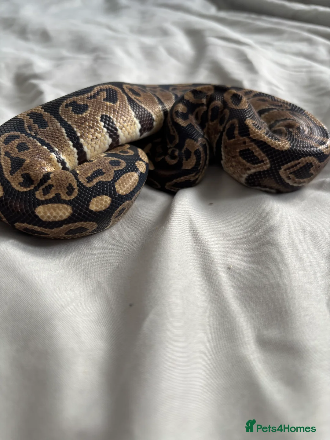 Python Snake reptiles for sale: Young Ball pythons  - Advert 7