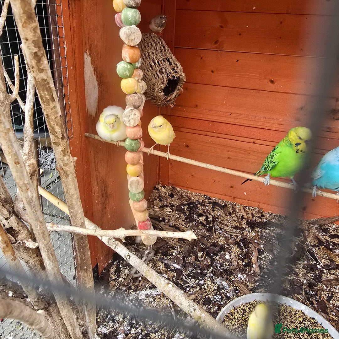 Mixed Breed birds for sale: BIRD AVIARY INCLUDING ALL BIRDS  - Image 11