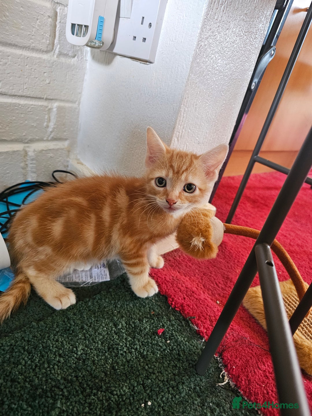 American Shorthair cats for sale: Kittens for sale  - Image 2