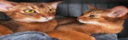 Abyssinian cats for sale: Champion line  - Advert 26