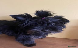 Yorkshire Terrier dogs for sale: 🥰🥰Yorkshire Terrier black tan🐶🐶 - Image 1